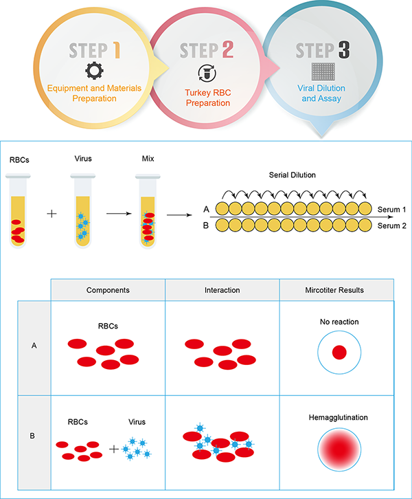 Viral Hemagglutination Assay - Creative Diagnostics